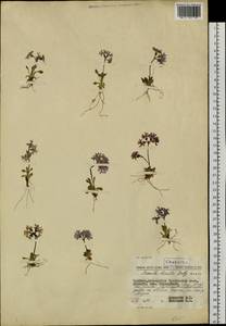 Primula borealis Duby, Siberia, Chukotka & Kamchatka (S7) (Russia)