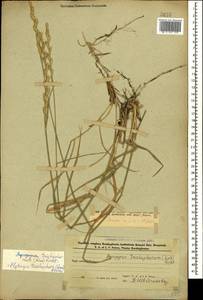 Thinopyrum intermedium subsp. intermedium, Caucasus, Azerbaijan (K6) (Azerbaijan)