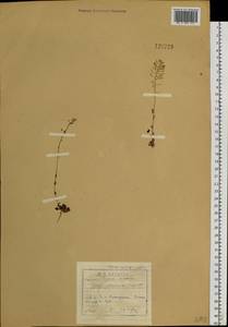 Noccaea cochleariforme (DC.) Á. Löve & D. Löve, Siberia, Baikal & Transbaikal region (S4) (Russia)