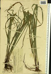 Carex campylorhina V.I.Krecz., Siberia, Russian Far East (S6) (Russia)