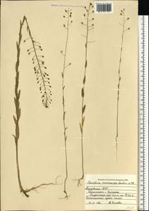 Camelina microcarpa Andrz. ex DC., Eastern Europe, Middle Volga region (E8) (Russia)