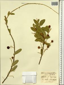 Boscia angustifolia A. Rich., Africa (AFR) (Mali)