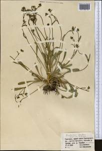 Bupleurum rosulare Korovin ex Pimenov & Sdobnina, Middle Asia, Northern & Central Tian Shan (M4) (Kyrgyzstan)
