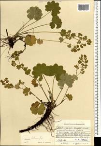 Alchemilla hebescens Juz., Mongolia (MONG) (Mongolia)