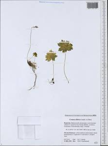 Primula matthioli subsp. sibirica (Andrz. ex Besser) Kovt., Siberia, Baikal & Transbaikal region (S4) (Russia)