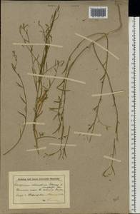 Corispermum intermedium Schweigg., Eastern Europe, Lower Volga region (E9) (Russia)