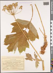 Heracleum asperum (Hoffm.) M. Bieb., Caucasus, Stavropol Krai, Karachay-Cherkessia & Kabardino-Balkaria (K1b) (Russia)