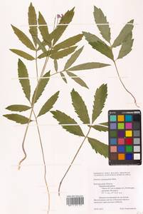 Cardamine quinquefolia (M.Bieb.) Schmalh., Eastern Europe, Central forest-and-steppe region (E6) (Russia)