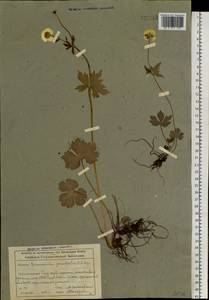 Ranunculus grandifolius C. A. Mey., Siberia, Altai & Sayany Mountains (S2) (Russia)