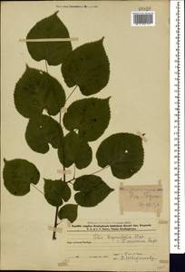 Tilia croizatii Chun & H. D. Wong, Caucasus, Azerbaijan (K6) (Azerbaijan)