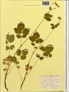 Drymocallis rupestris (L.) Soják, Caucasus, Stavropol Krai, Karachay-Cherkessia & Kabardino-Balkaria (K1b) (Russia)
