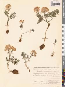 Corydalis magadanica A.P.Khokhr., Siberia, Chukotka & Kamchatka (S7) (Russia)