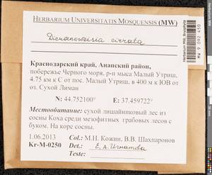 Dicranoweisia cirrata (Hedw.) Lindb. ex Milde, Bryophytes, Bryophytes - North Caucasus & Ciscaucasia (B12) (Russia)