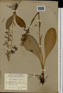 Platanthera bifolia (L.) Rich., Eastern Europe, North Ukrainian region (E11) (Ukraine)