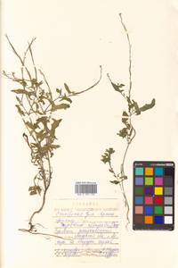 Sisymbrium officinale (L.) Scop., Siberia, Russian Far East (S6) (Russia)