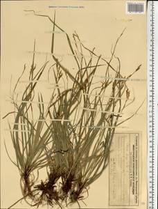 Carex digitata L., Eastern Europe, Volga-Kama region (E7) (Russia)