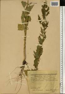 Chenopodiastrum hybridum (L.) S. Fuentes, Uotila & Borsch, Eastern Europe, Middle Volga region (E8) (Russia)