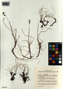 Anthoxanthum monticola (Bigelow) Veldkamp, Siberia, Altai & Sayany Mountains (S2) (Russia)