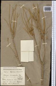 Haloxylon ammodendron (C. A. Mey.) Bunge ex Fenzl, Middle Asia, Syr-Darian deserts & Kyzylkum (M7)