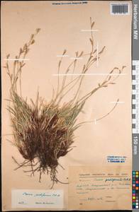 Carex pediformis C.A.Mey., Siberia, Yakutia (S5) (Russia)