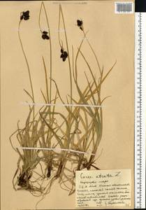 Carex atrata L., Eastern Europe, Northern region (E1) (Russia)