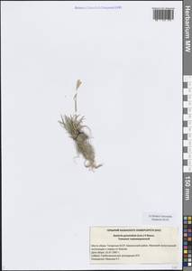 Koeleria pyramidata (Lam.) P.Beauv., Eastern Europe, Middle Volga region (E8) (Russia)