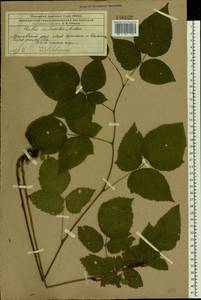Rubus nessensis Hall, Eastern Europe, Moscow region (E4a) (Russia)