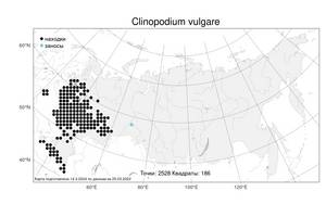 Clinopodium vulgare L., Atlas of the Russian Flora (FLORUS) (Russia)