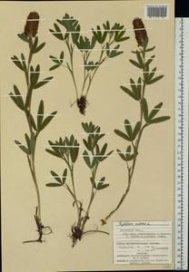 Trifolium rubens L., Eastern Europe, West Ukrainian region (E13) (Ukraine)