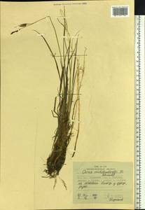 Carex middendorffii F.Schmidt, Siberia, Russian Far East (S6) (Russia)