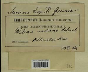 Pohlia nutans (Hedw.) Lindb., Bryophytes, Bryophytes - Baltic States (B1)