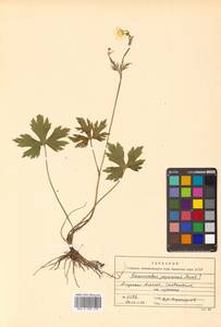 Ranunculus acris L., Siberia, Russian Far East (S6) (Russia)