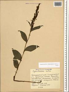 Cephalanthera damasonium (Mill.) Druce, Caucasus, Black Sea Shore (from Novorossiysk to Adler) (K3) (Russia)
