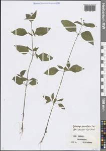 Galinsoga parviflora Cav., Caucasus, Stavropol Krai, Karachay-Cherkessia & Kabardino-Balkaria (K1b) (Russia)