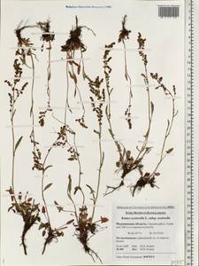 Rumex acetosella L., Eastern Europe, Northern region (E1) (Russia)