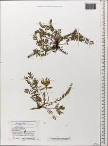 Astragalus supinus C. A. Mey. ex Bunge, Caucasus, Stavropol Krai, Karachay-Cherkessia & Kabardino-Balkaria (K1b) (Russia)