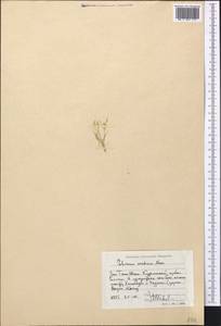 Schismus arabicus Nees, Middle Asia, Western Tian Shan & Karatau (M3) (Uzbekistan)