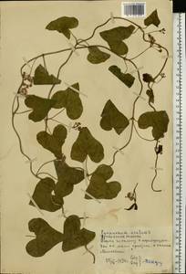 Cynanchum acutum L., Eastern Europe, Rostov Oblast (E12a) (Russia)