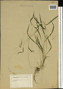 Brachypodium sylvaticum (Huds.) P.Beauv., Eastern Europe, Central forest-and-steppe region (E6) (Russia)