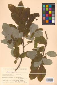 Salix caprea L., Siberia, Russian Far East (S6) (Russia)