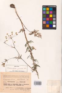 Chaerophyllum prescottii DC., Eastern Europe, Lower Volga region (E9) (Russia)