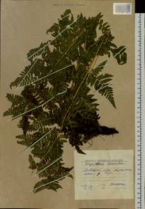 Dryopteris carthusiana (Vill.) H. P. Fuchs, Siberia, Altai & Sayany Mountains (S2) (Russia)