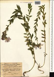 Linum hypericifolium Salisb., Caucasus, South Ossetia (K4b) (South Ossetia)
