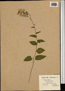 Campanula bononiensis L., Eastern Europe, Central region (E4) (Russia)
