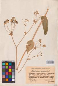 Bupleurum aureum Fisch., Eastern Europe, Eastern region (E10) (Russia)