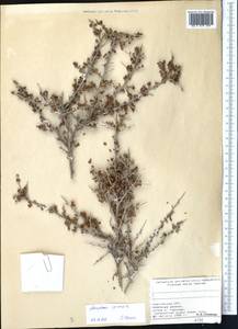 Atraphaxis spinosa L., Middle Asia, Pamir & Pamiro-Alai (M2) (Kyrgyzstan)