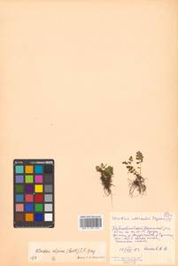 Woodsia alpina (Bolton) Gray, Siberia, Russian Far East (S6) (Russia)