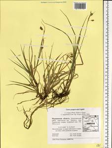 Carex magellanica subsp. irrigua (Wahlenb.) Hiitonen, Eastern Europe, Northern region (E1) (Russia)