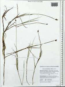 Carex chordorrhiza L.f., Eastern Europe, Northern region (E1) (Russia)