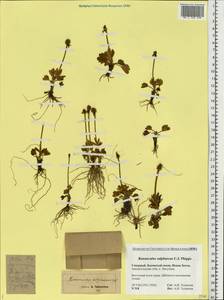 Ranunculus sulphureus Sol. ex J. B. Phipps, Eastern Europe, Northern region (E1) (Russia)